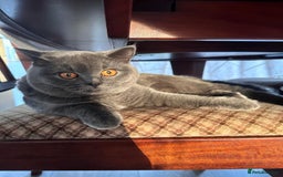 British Shorthair cats for sale: Fluffy British Shorthair Kitten  - Advert 9