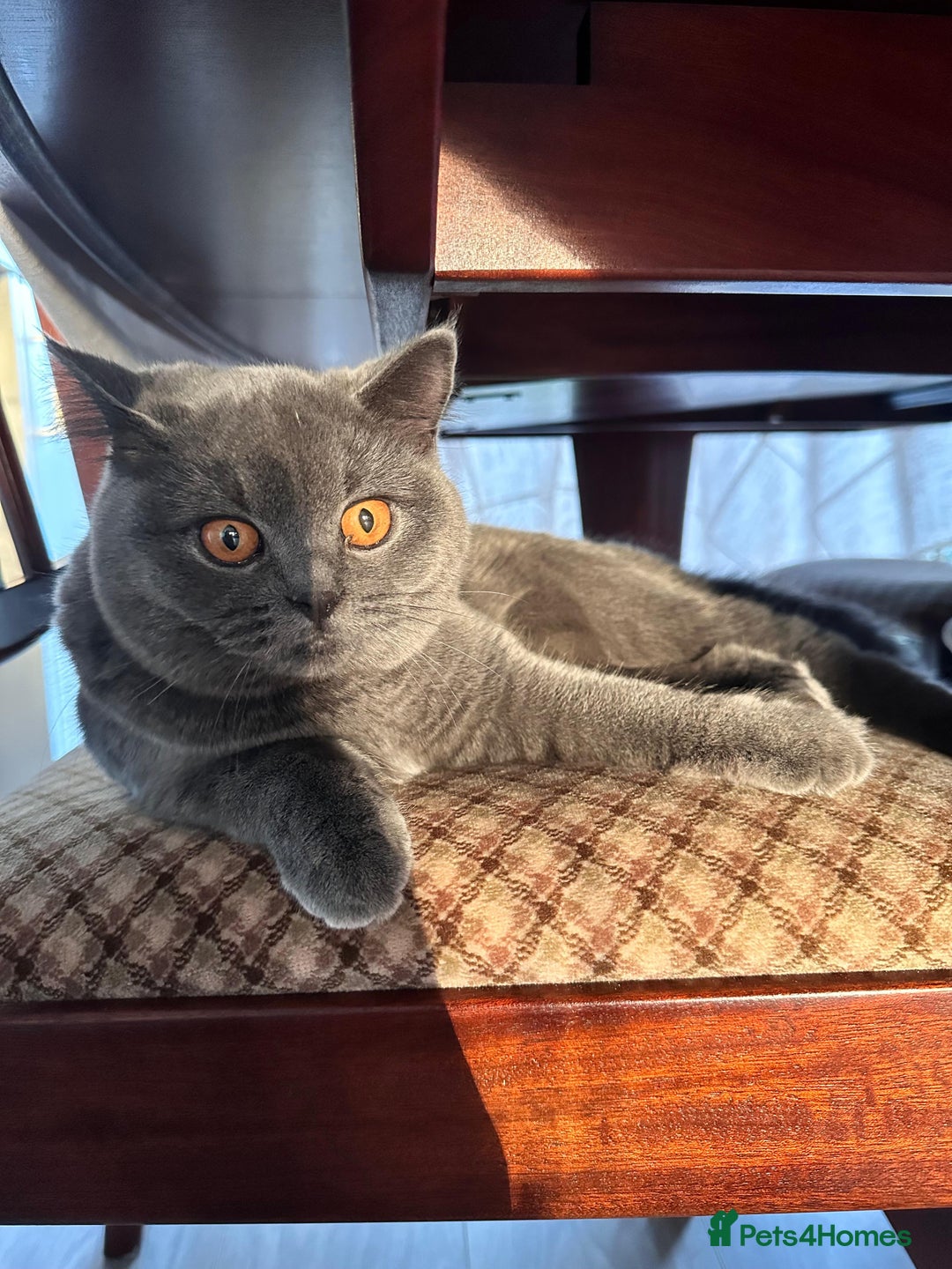 British Shorthair cats for sale: Fluffy British Shorthair Kitten  - Advert 9