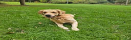 Golden Retriever dogs for stud: Golden Retriever Stud Dog – Northampton  - Advert 2