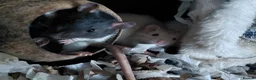 Rat rodents for sale: n 5 black with patch white belly and 5 girls left - Advert 17