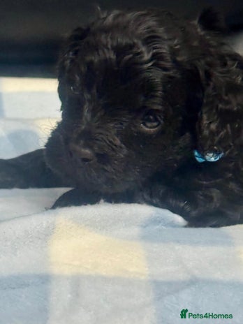 Cavapoo dogs - Advert 8