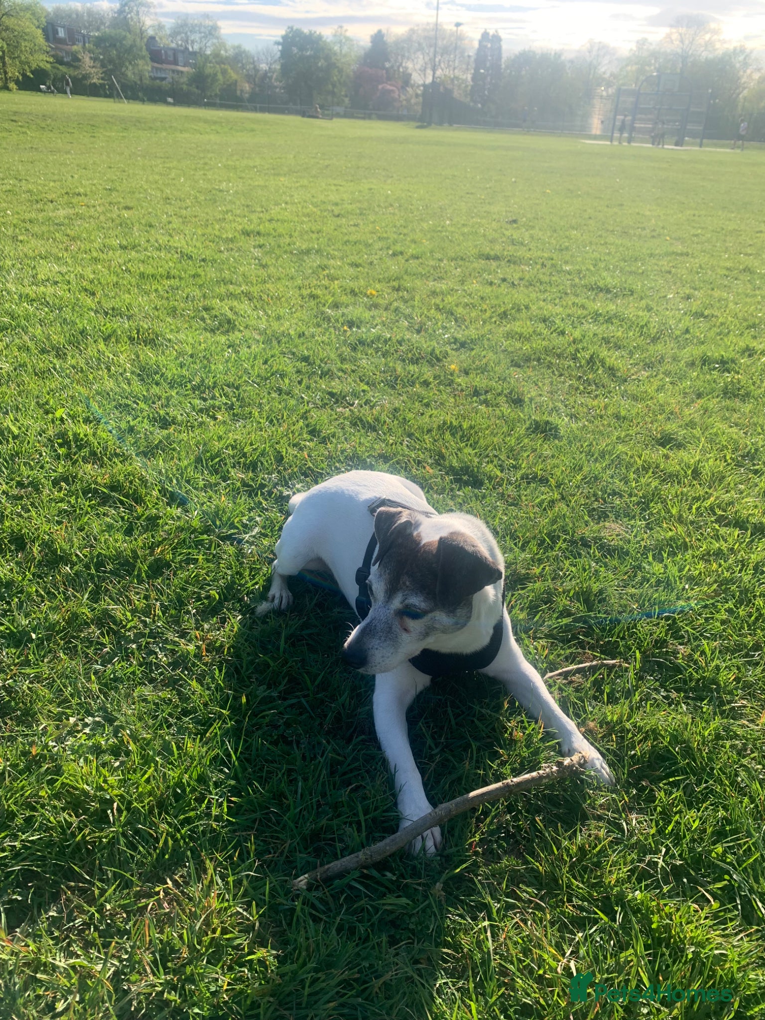 Jack Russell dogs Alfie - Advert 11