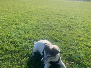 Jack Russell dogs Alfie - Advert 1