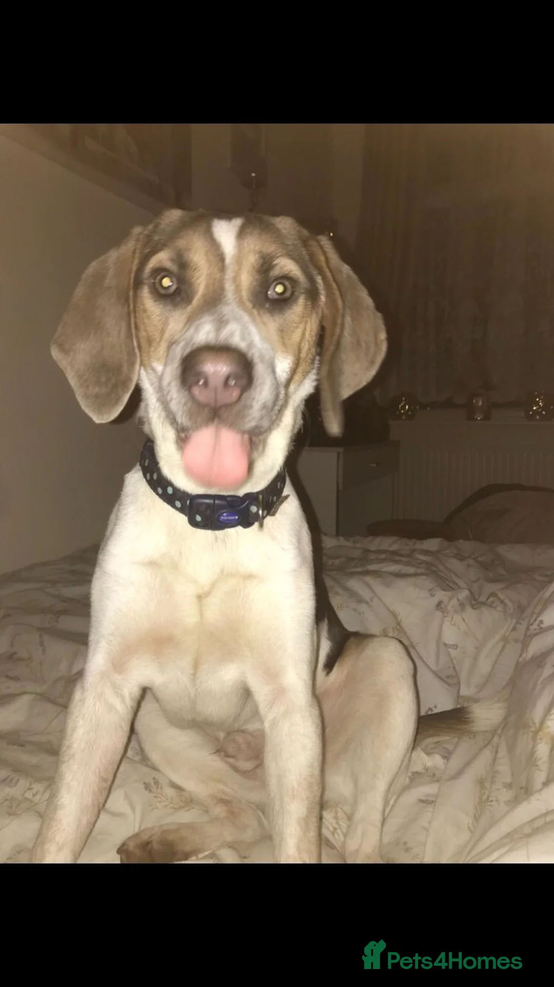 Beagle dogs for stud: Health tested blue tri beagle  stud  in Bedworth - Advert 6