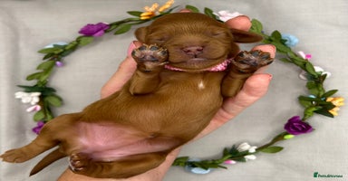 Cavapoo dogs - Advert 5