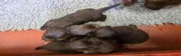 Cockerdor dogs for sale: Gorgeous Cockerdor Puppies  - Advert 7