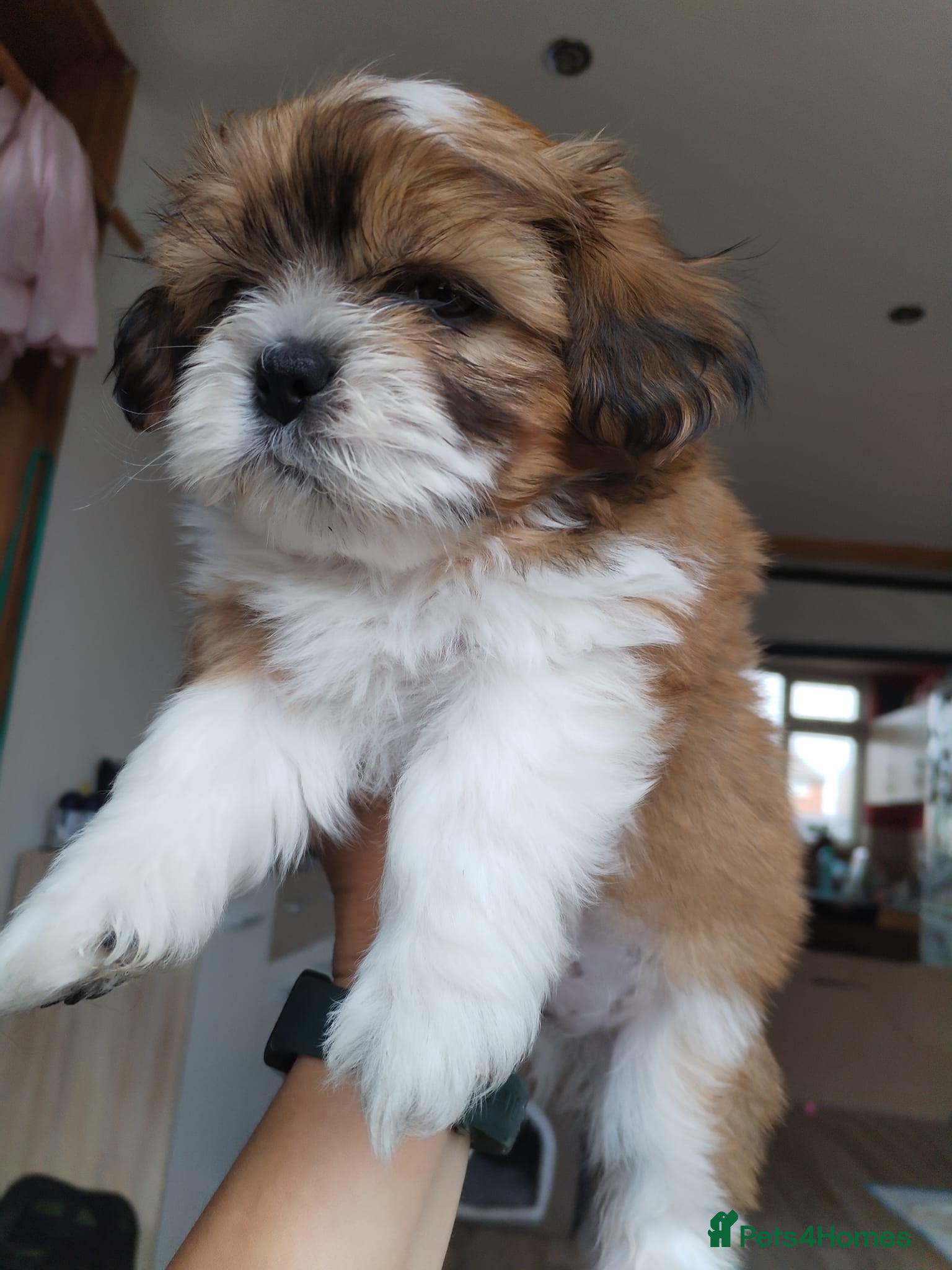 Shih Tzu dogs Shih Tzu Puppies From Small Imperial-Type Mum - Advert 2