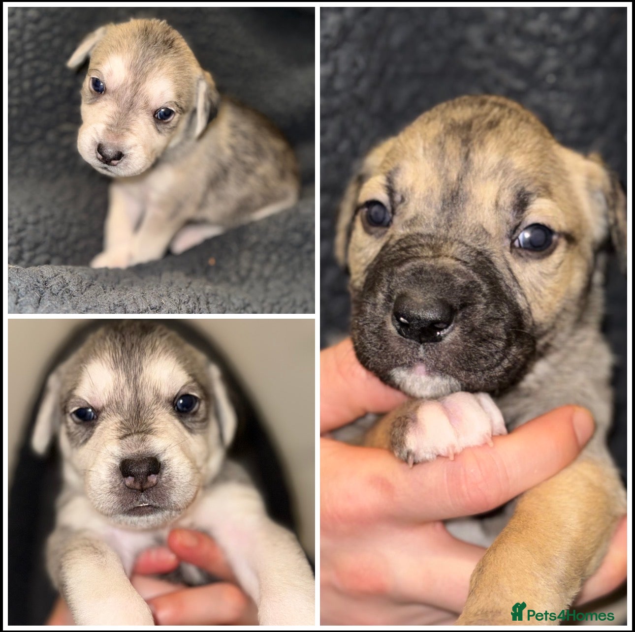 Mixed Breed dogs 3 mixed breed puppies for sale  in South Shields - Advert 4