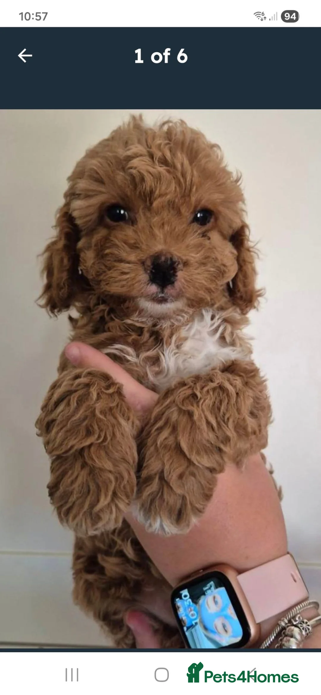 Cockapoo dogs for sale: 2 female cockerpoo's in Southampton - Advert 2