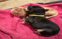 Cockapoo dogs for stud: Silver Phantom Parti Cockapoo for Stud - Advert 7