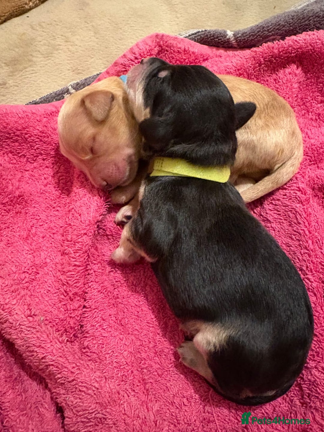 Cockapoo dogs for stud: Silver Phantom Parti Cockapoo for Stud - Advert 7