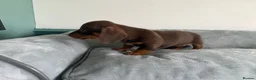 Miniature Dachshund dogs for sale: Tiny mini dachshund  - Advert 11