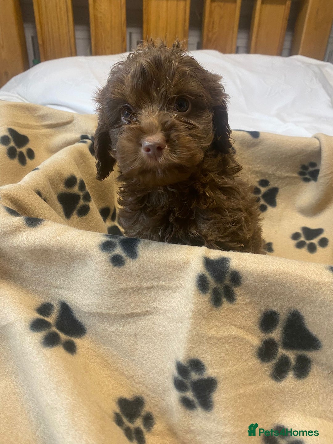 Cockapoo dogs for sale: Gorgeous litter of F1b cockapoos - Advert 13