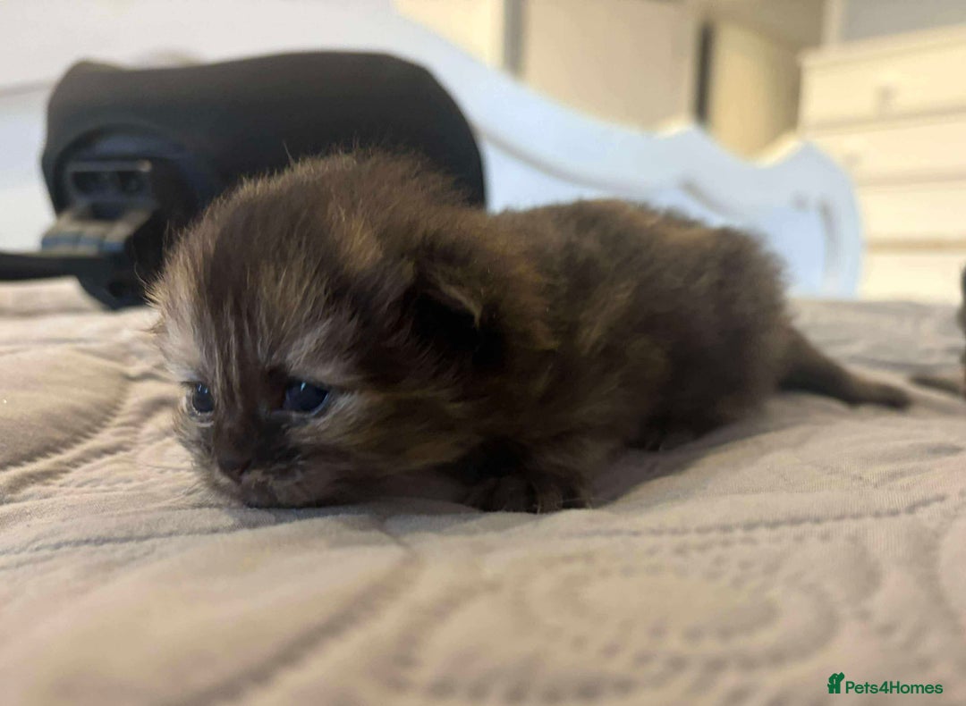 Persian cats for sale: Stunning litter of five female Perdolls - Advert 6