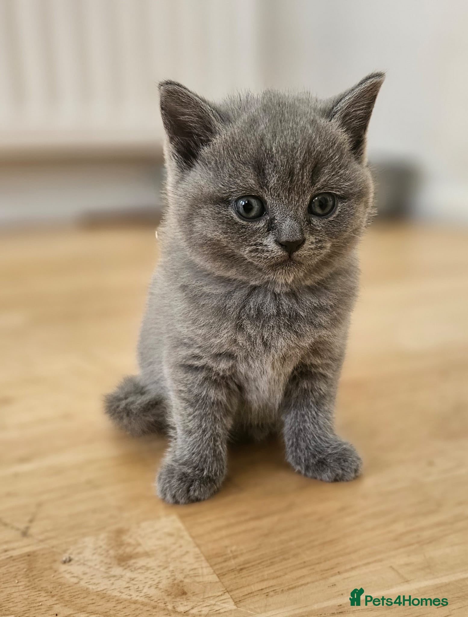 British Shorthair cats BRITISH SHORTHAIR KITTENS PADIGREE BLOODLINE - Advert 1