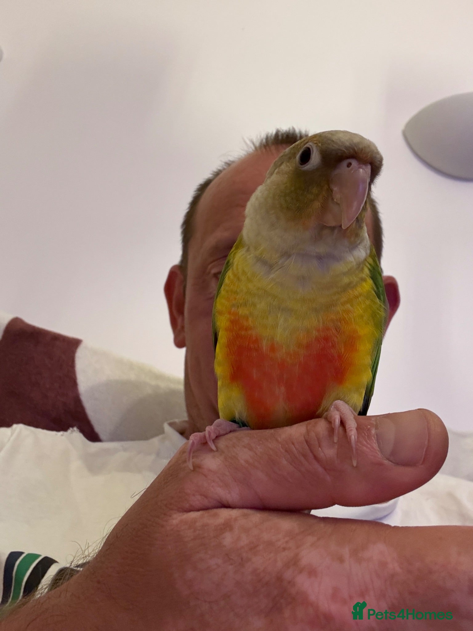 Conures birds Hand reared baby conure - Advert 2