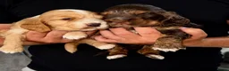 Cocker Spaniel dogs for sale: Beautiful chunky true to type showtype spaniels🐶 - Advert 4