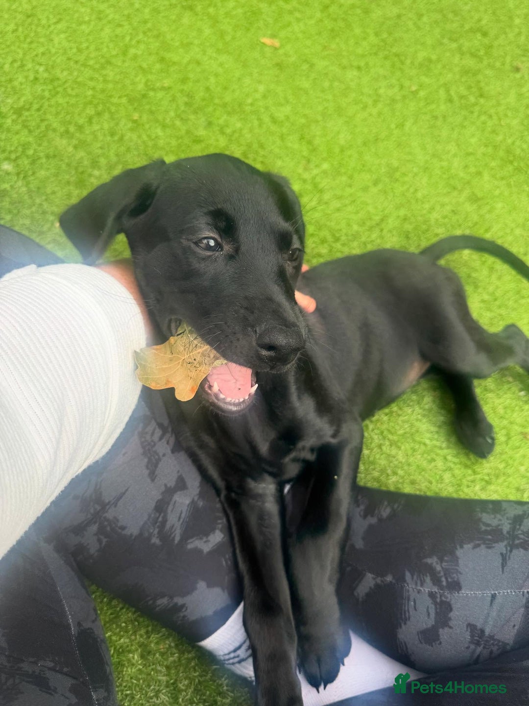 Labrador Retriever dogs for stud: Champ Sired KC FTAW Black Lab Full Health Tests in Runcorn - Image 8