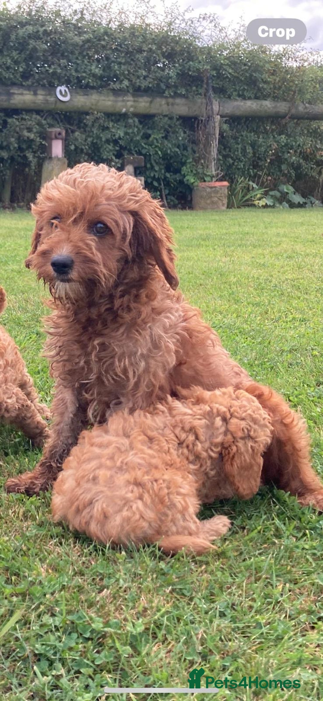Cavapoo dogs for sale: FULLY HEALTH TESTED RED AND GOLD F1B CAVAPOOS - Image 8