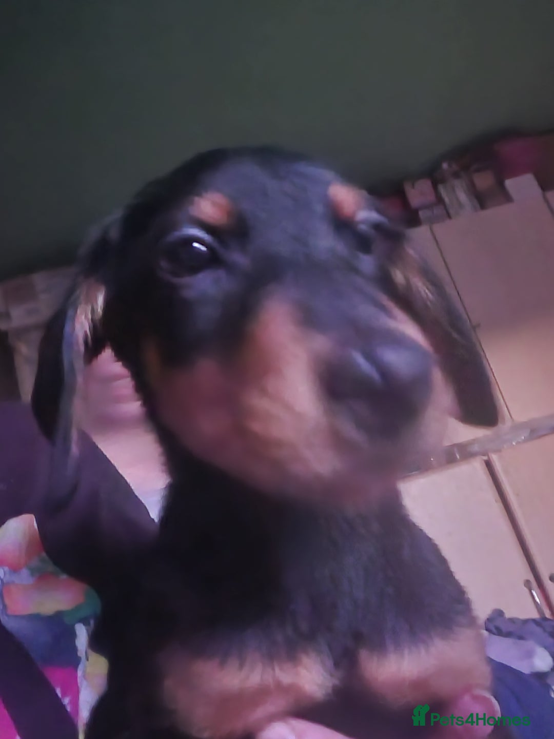 Mixed Breed dogs for sale: Doberman X Labrador puppies  - Image 1