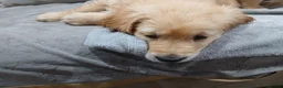 Golden Retriever dogs for sale: Beautiful true gold golden retrievers  - Advert 4