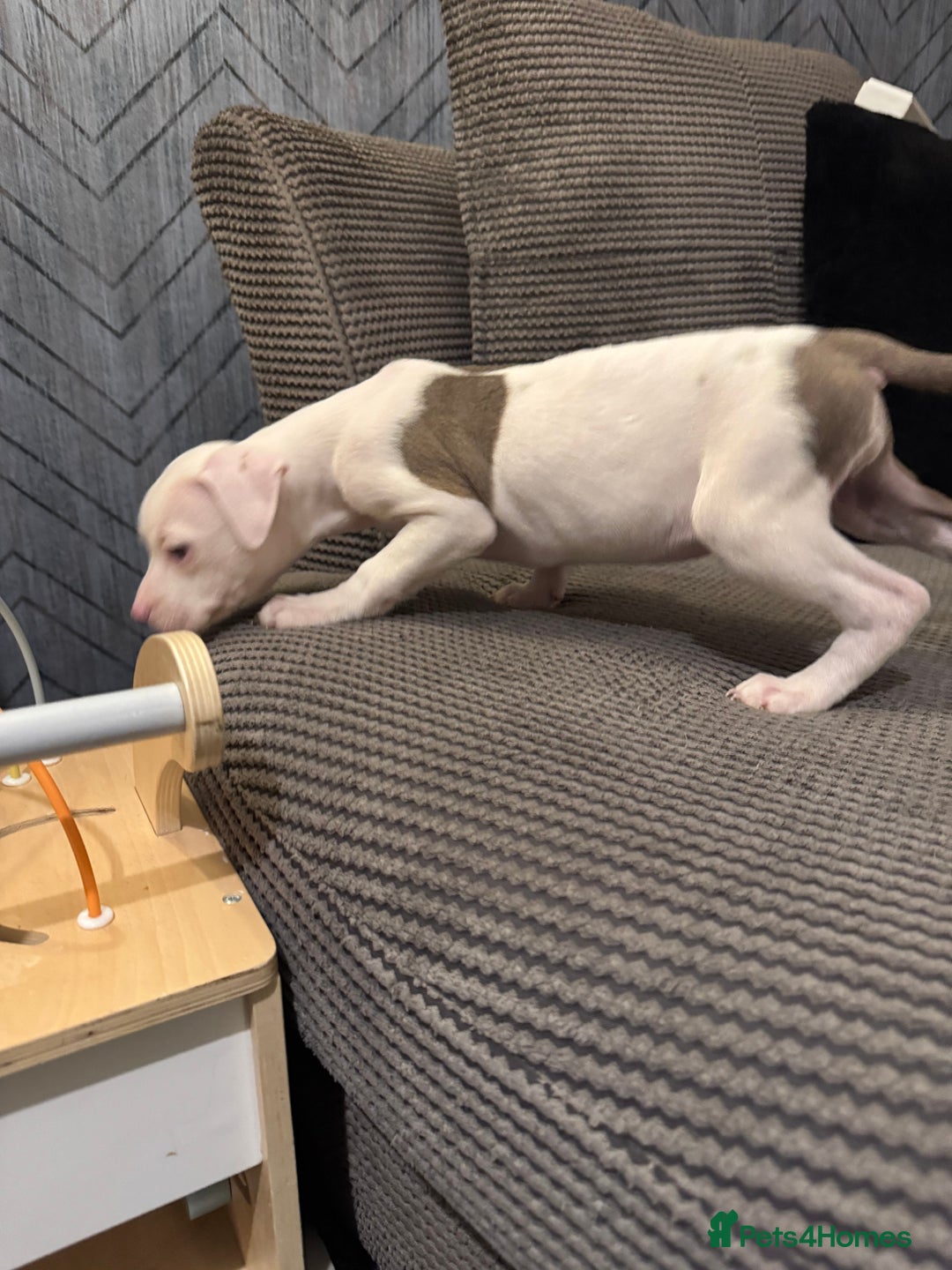 Staffordshire Bull Terrier dogs for sale: Staffy x shar pei pups  - Advert 4