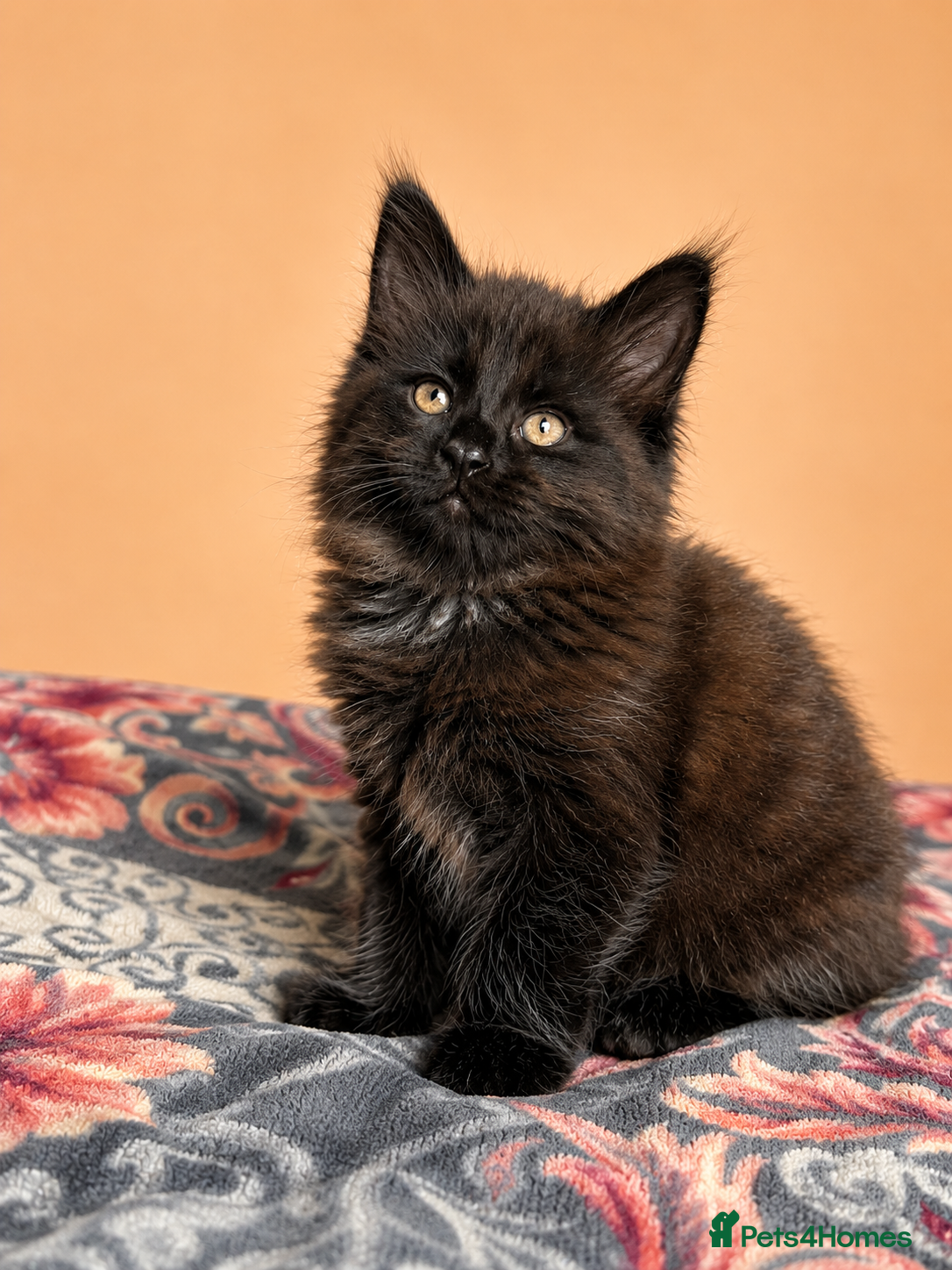 Maine Coon cats Maine Coon X 2x Last black boys left  - Advert 8
