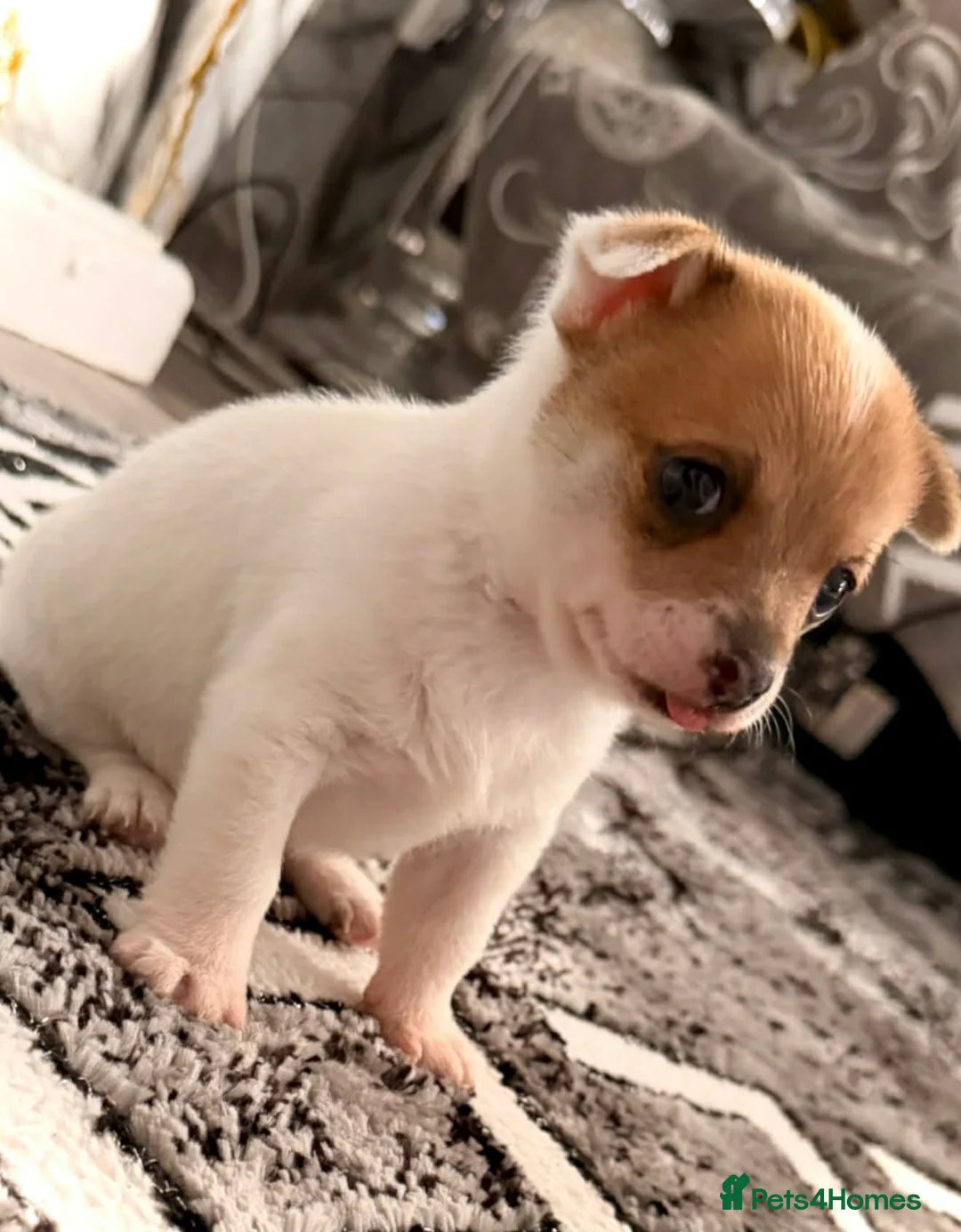 Pomchi dogs for sale: Dog chihuahua in Doncaster - Advert 1