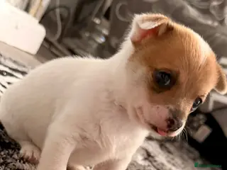Pomchi dogs Dog chihuahua - Advert 1