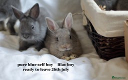 Netherland Dwarf rabbits for sale: pure bred netherland dwarf new litter - Image 4
