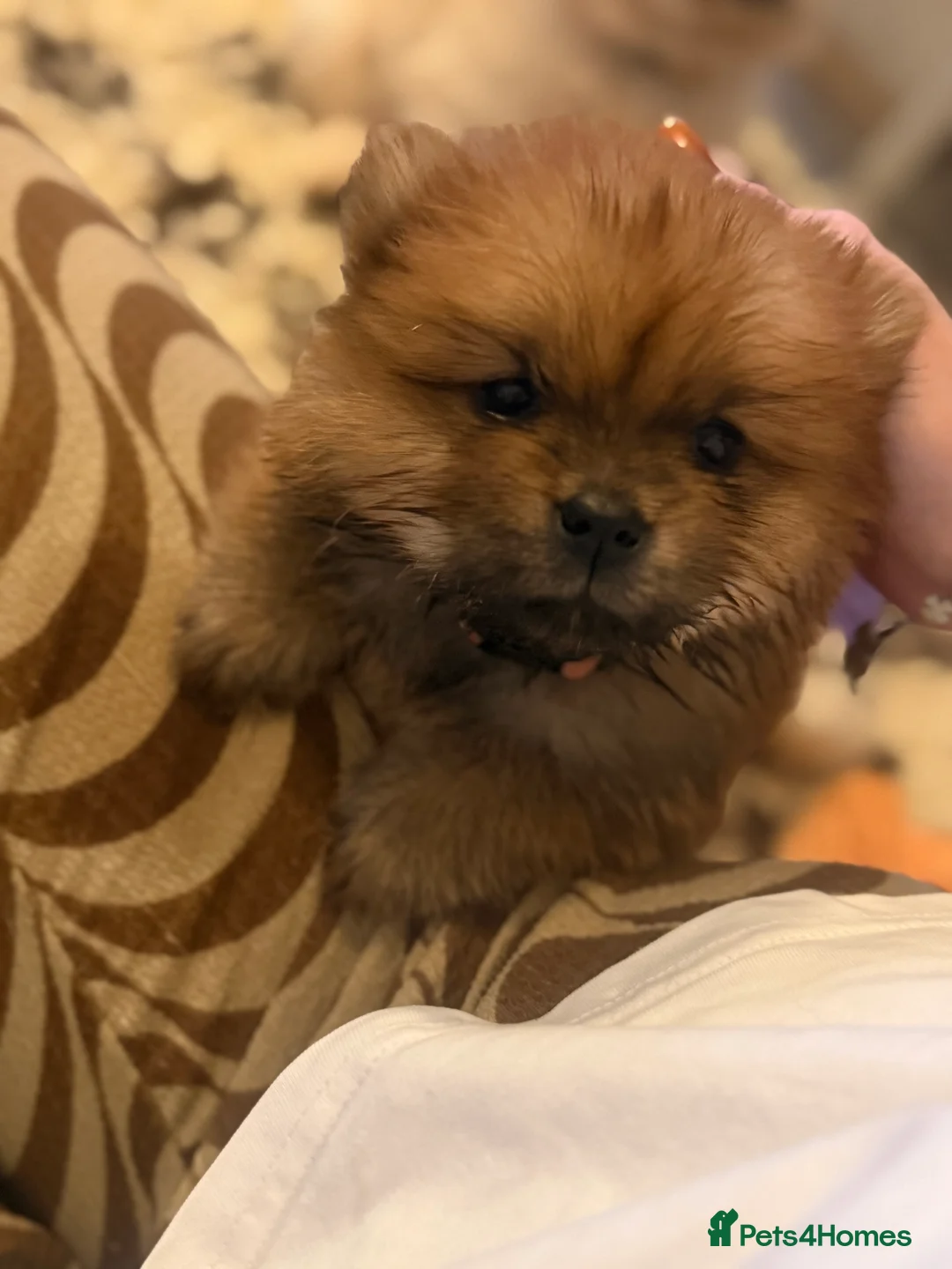 Chow Chow dogs for sale: LAST RED GIRL ! KC Registered Chow Chow Puppies ❤️ - Advert 1