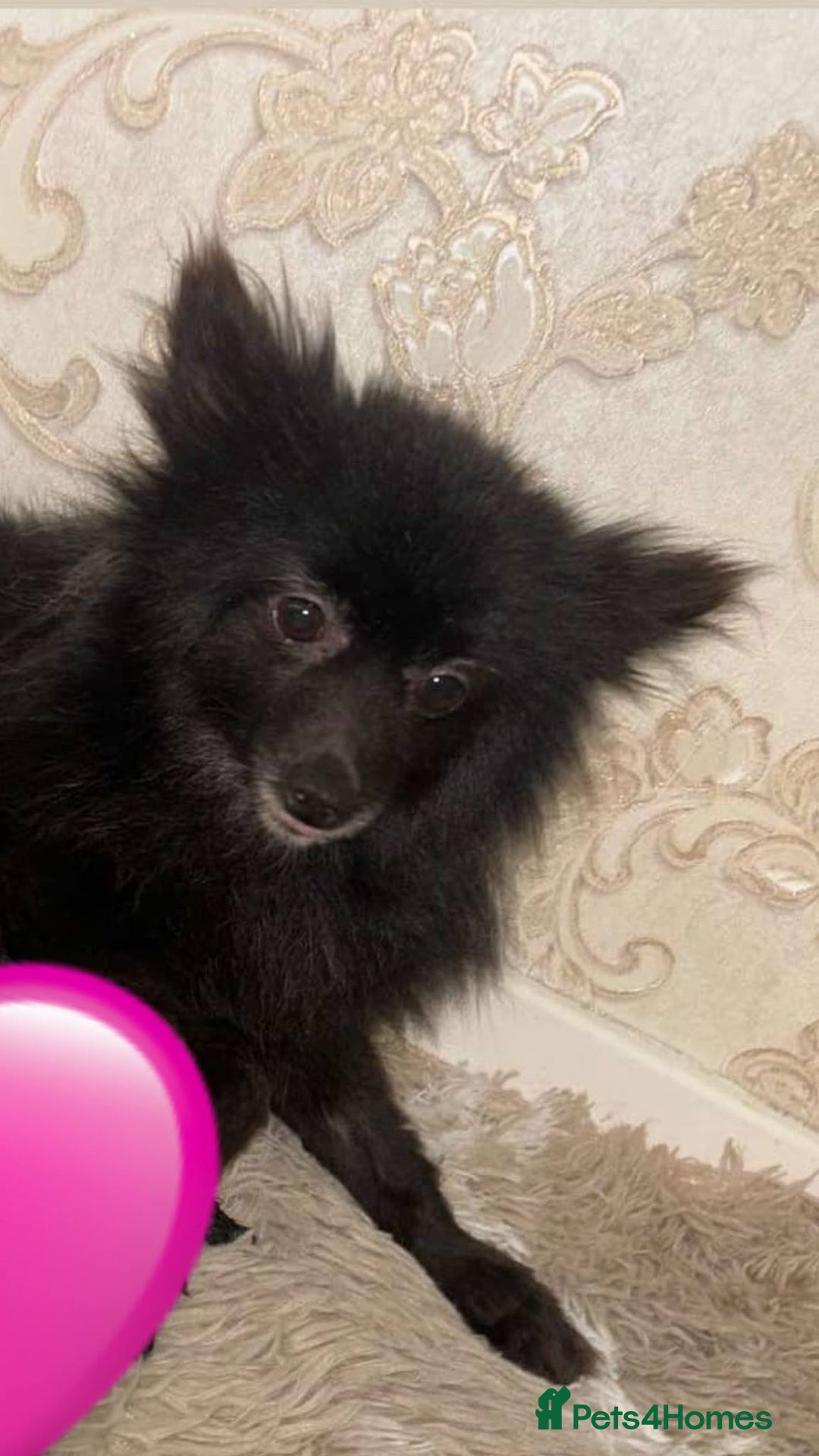 Pomeranian dogs for sale: Beatiful Pomeranian pups - Advert 5