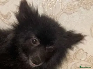 Pomeranian dogs Beatiful Pomeranian pups - Advert 8