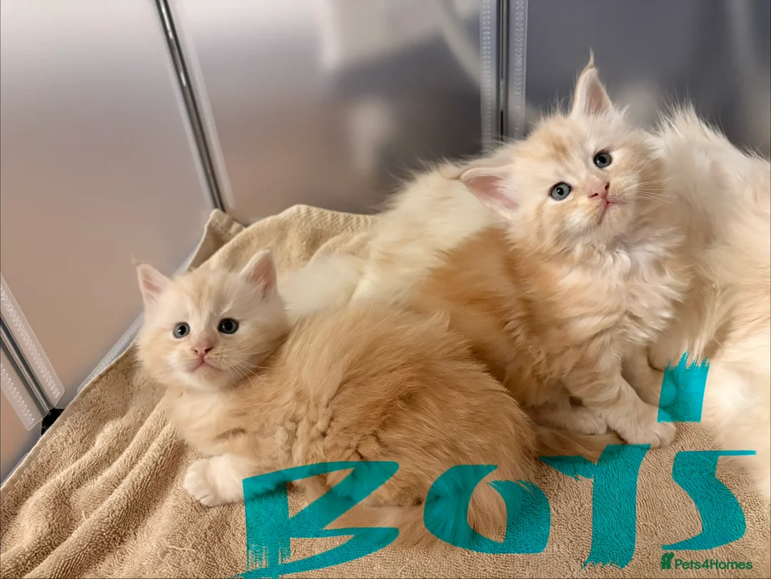 Maine Coon cats for sale: Amazing light babies great pedigree - Advert 5