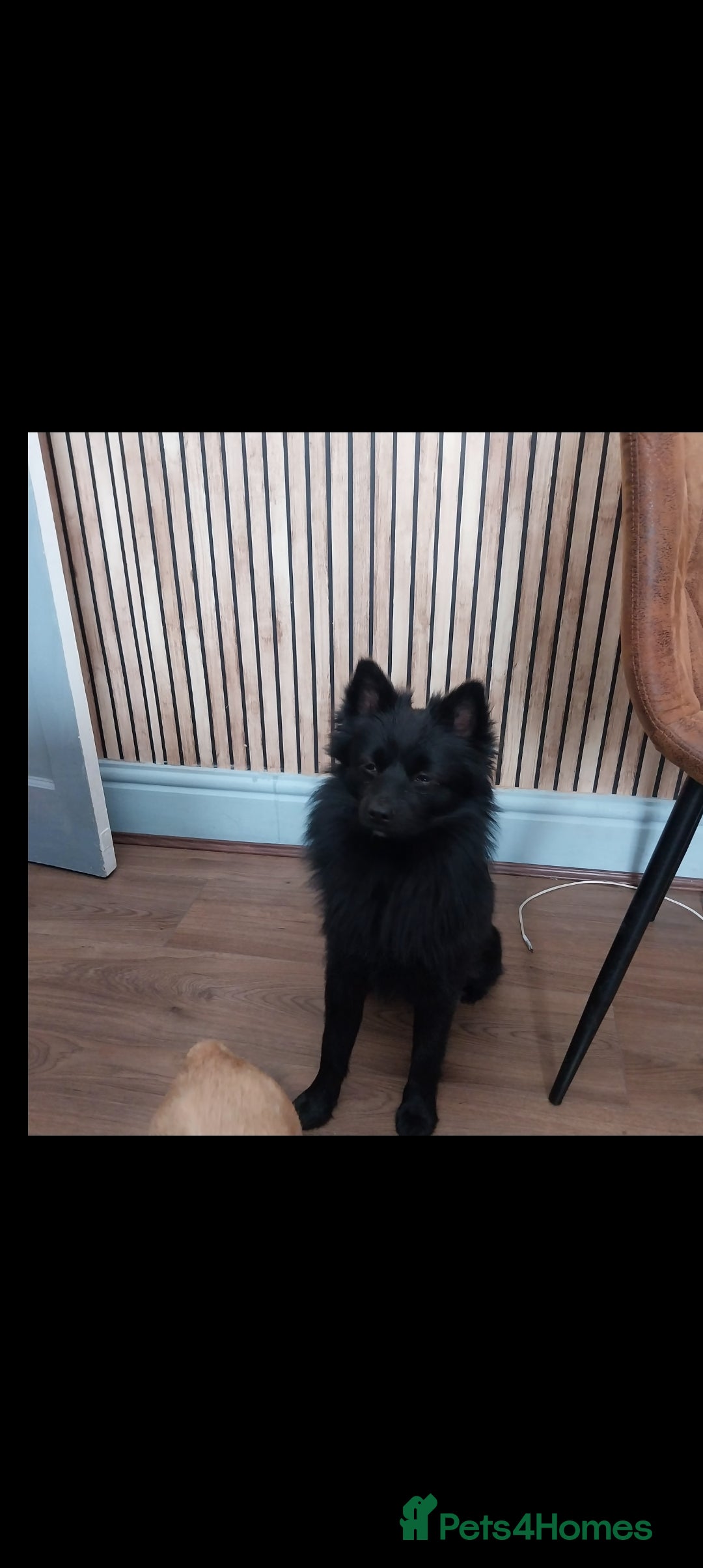 Mixed Breed dogs for sale: Pomeranian /Terrior  - Image 10