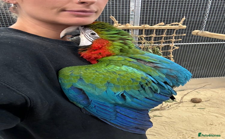 Macaws birds - Advert 8