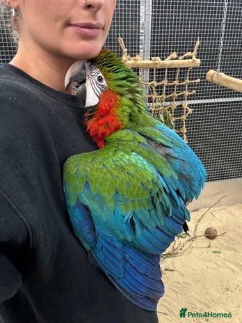 Macaws birds - Advert 8