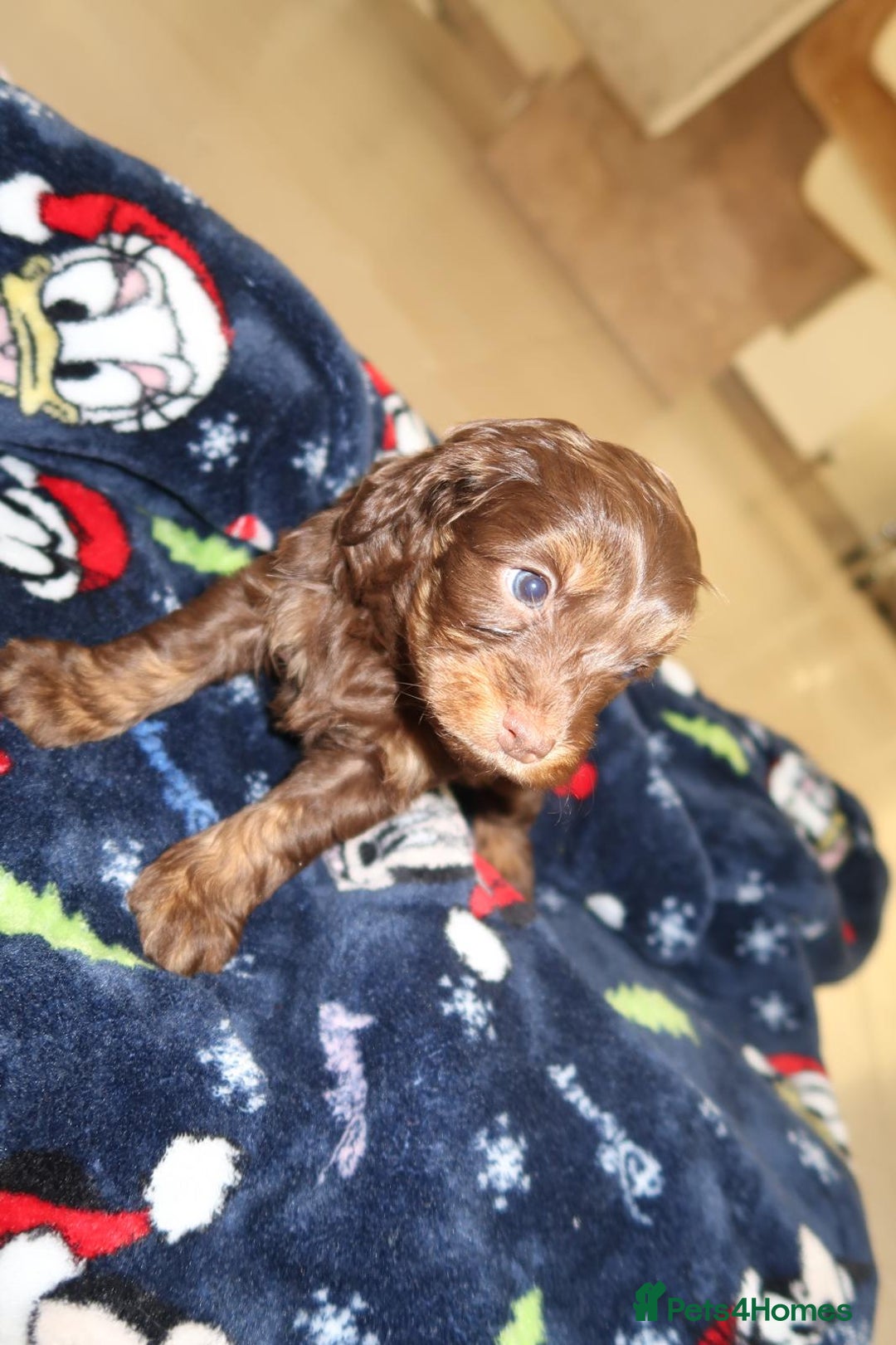 Cockapoo dogs for sale: Beautiful f1b Cockapoo puppy's   - Advert 6