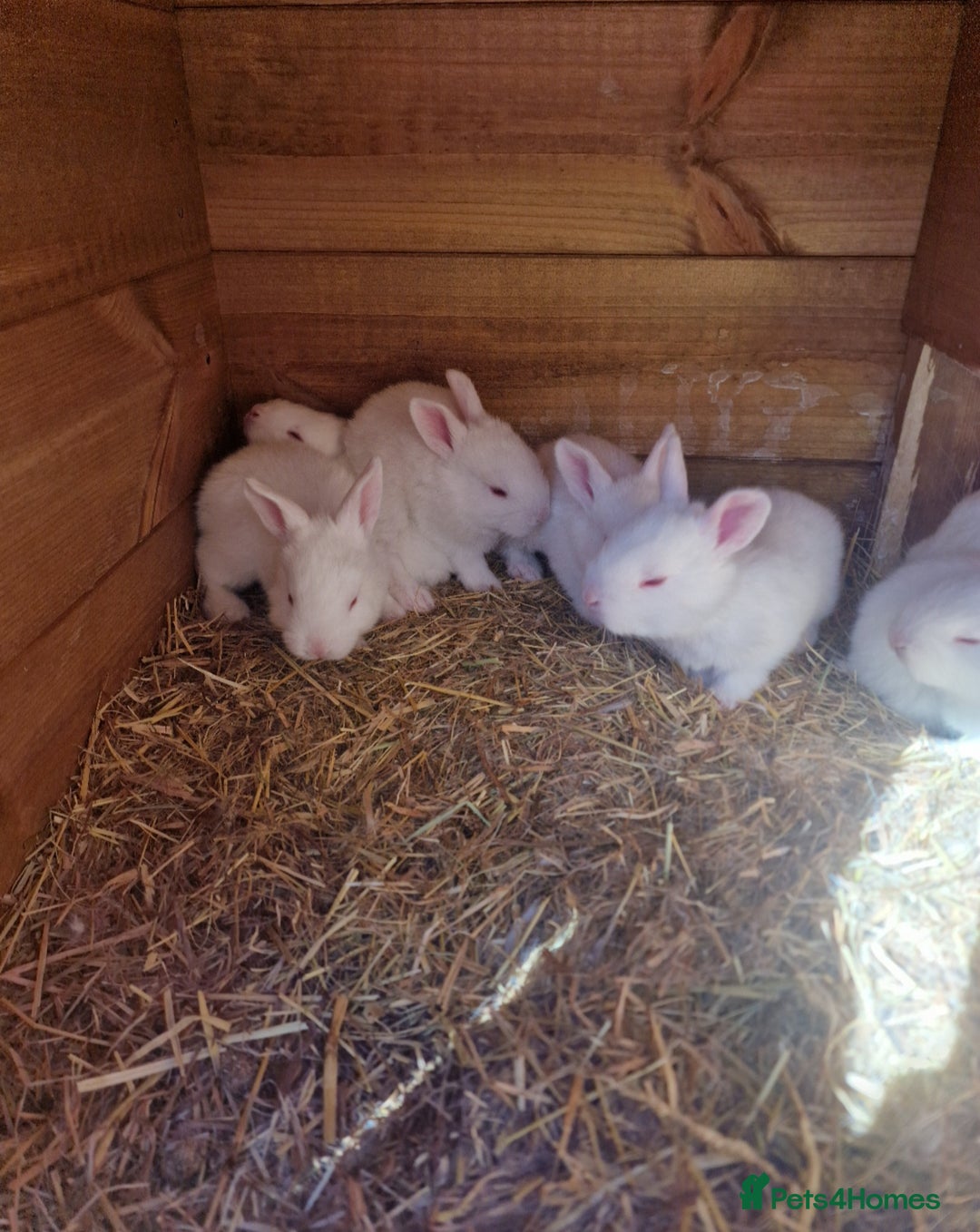 New Zealand rabbits for sale: 11 New zealand rabbits for Sale - Image 5