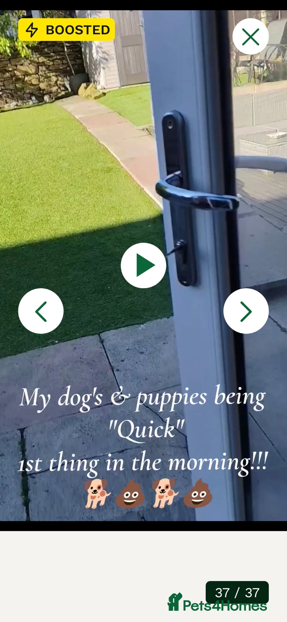 Cavapoo dogs ❤️Stunning Black/white Girl❤️F1 Cavapoo❤️HealthTes - Advert 6