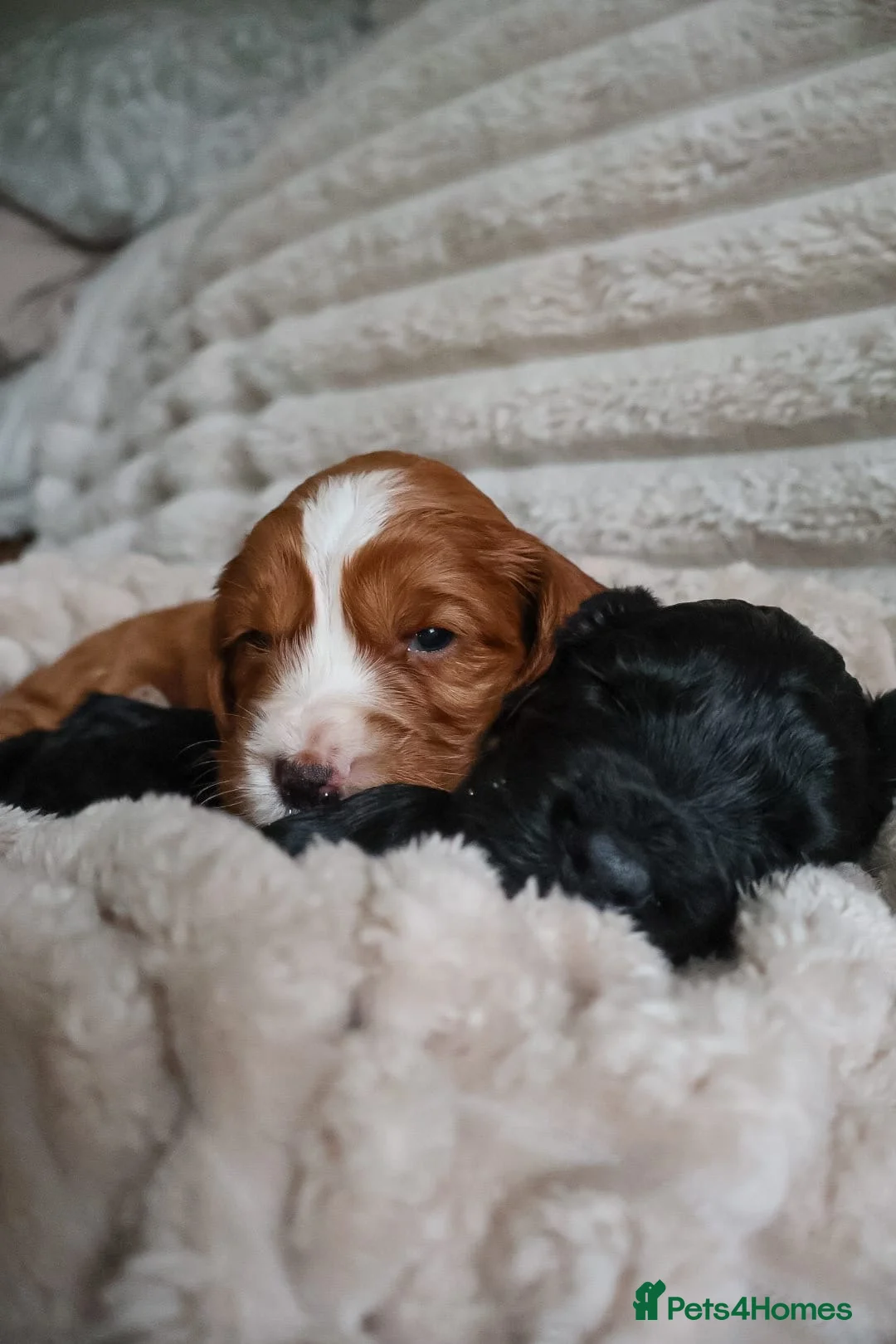 Cocker Spaniel dogs for sale: Cocker Spaniel Puppies - Advert 23