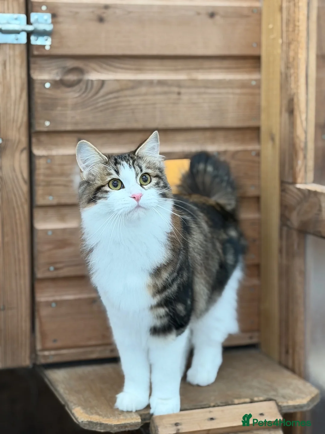 Kurilian Bobtail cats for sale: Rare Kurilian Bobtail Kittens Available - Advert 14