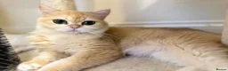 British Shorthair cats for sale: Gorgeous GCCF registered British shorthair Gold. - Advert 10