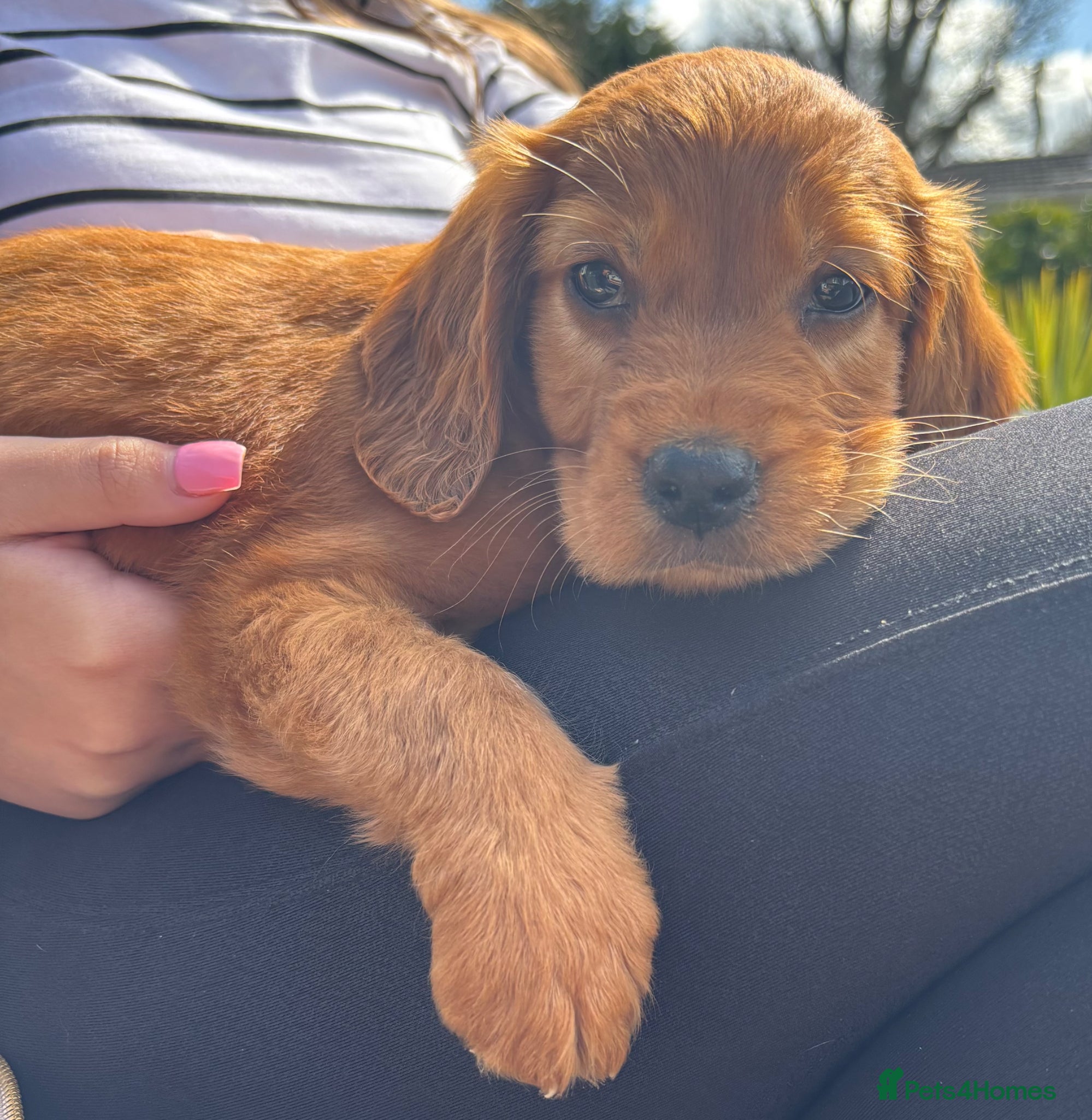 Cocker Spaniel dogs 🌈 Ready To Leave  1 Boy Available 🌈 - Advert 1