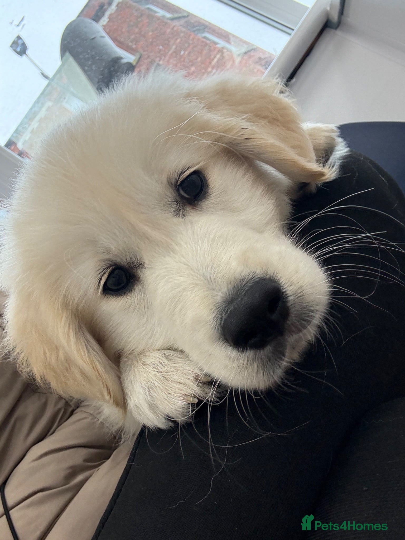 Golden Retriever dogs Buddy the golden  - Advert 1