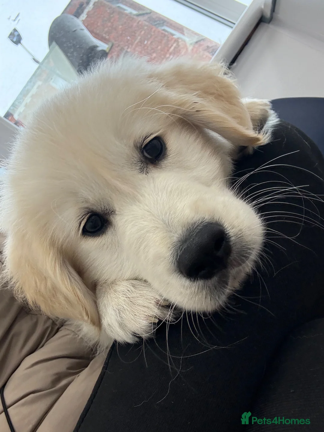 Golden Retriever dogs for sale: Buddy the golden  in Manchester - Advert 1
