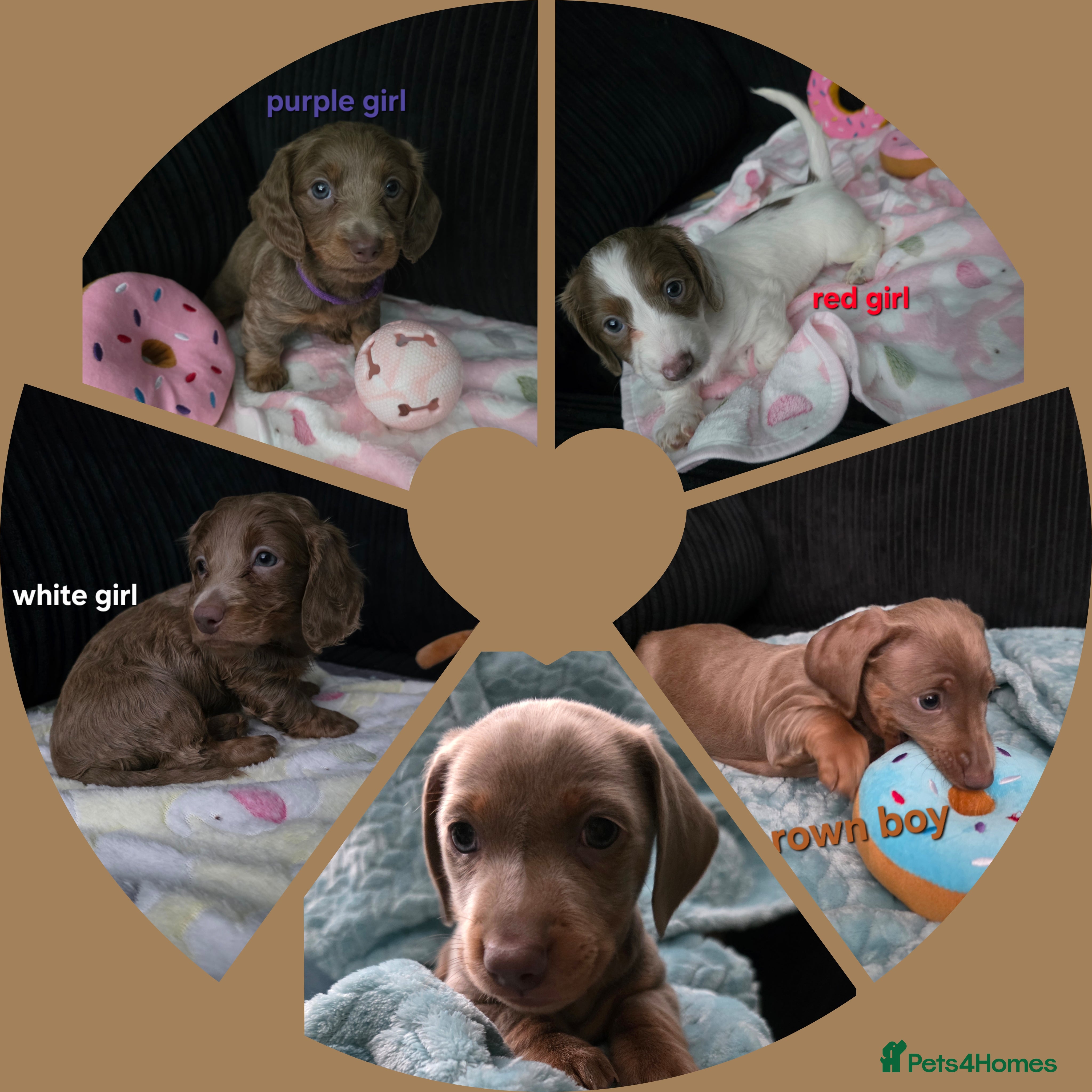 Miniature Dachshund dogs Isabella tan piebald long hair miniature dachshund - Advert 15