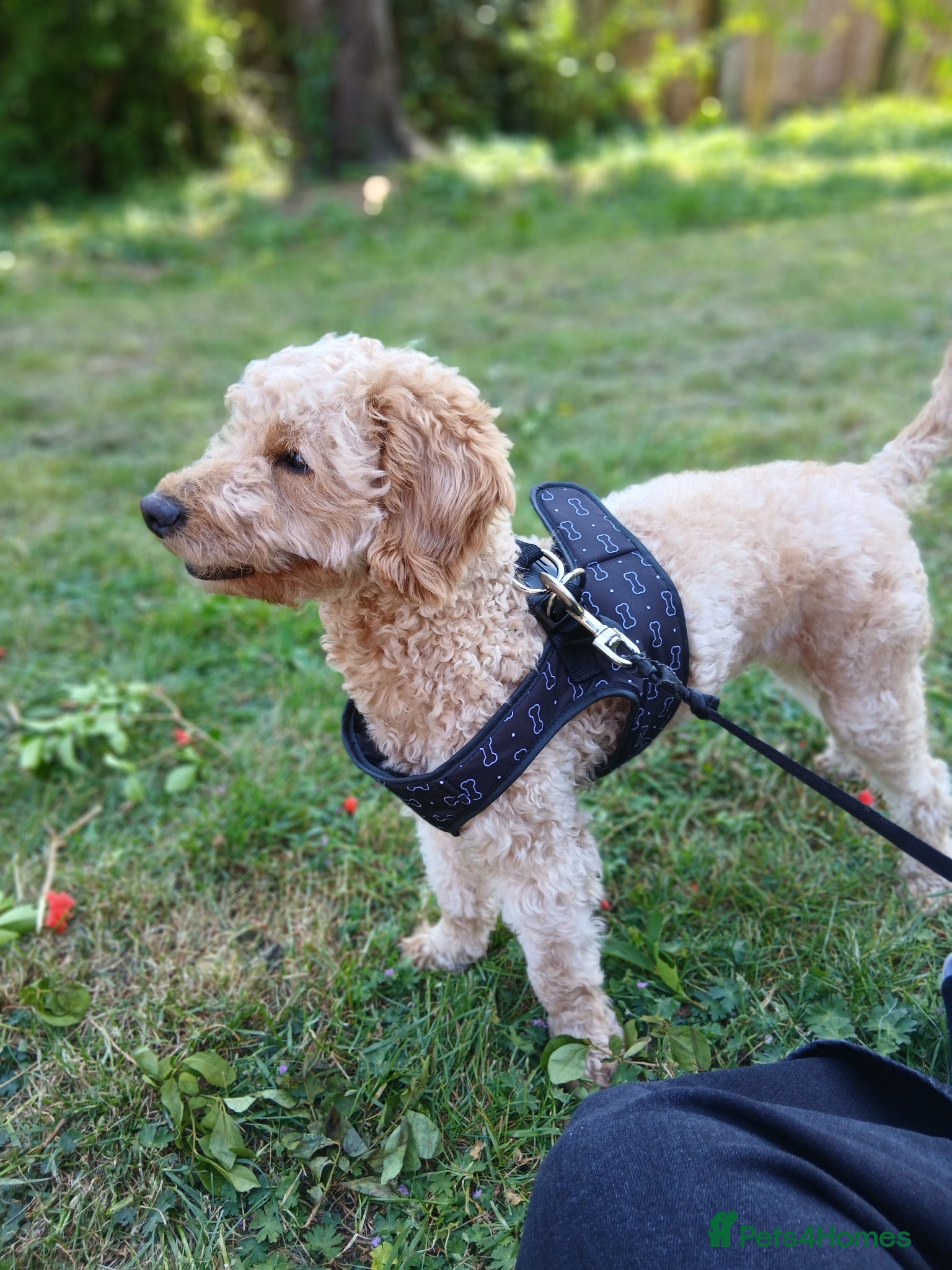Labradoodle dogs Toffee - Advert 3