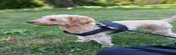 Labradoodle dogs for sale: Toffee in London - Advert 1
