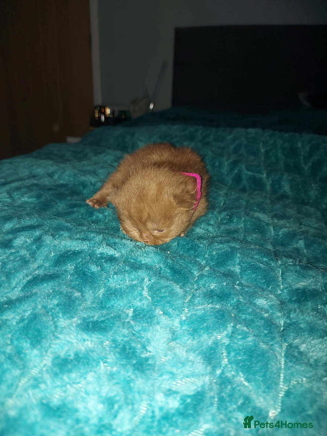 British Shorthair cats for sale: Kittens  - Advert 2